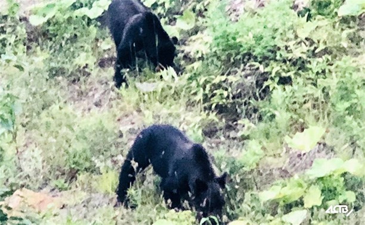 Медвежат с Холмского перевала из-за людей могут застрелить