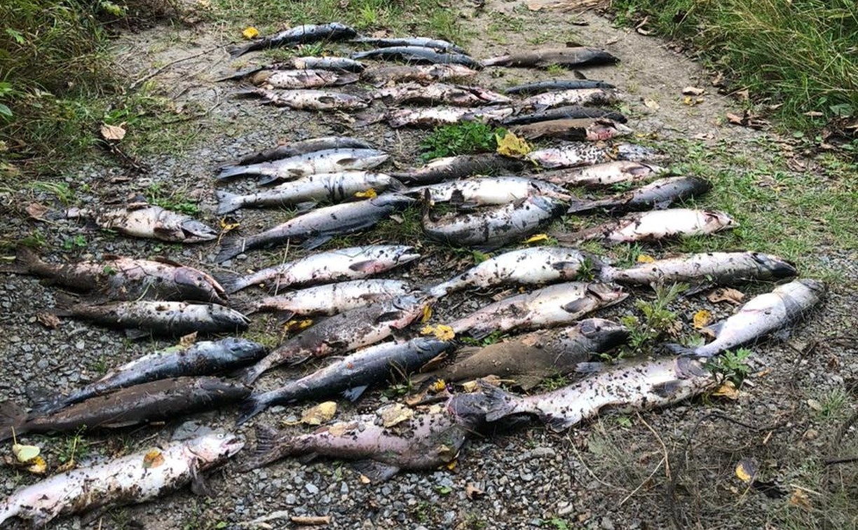 Ущерба почти на миллион, штрафов на 49 тысяч: инспекторы рыбоохраны о нарушениях на Сахалине за неделю
