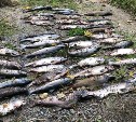 Ущерба почти на миллион, штрафов на 49 тысяч: инспекторы рыбоохраны о нарушениях на Сахалине за неделю