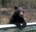 Медвежонок просит у людей еду в Макаровском районе