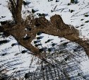 80 лиственниц вырубили неизвестные в лесу Корсаковского района