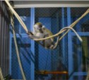 Зеленая мартышка и краснокнижный какаду поселились в сахалинском зоопарке