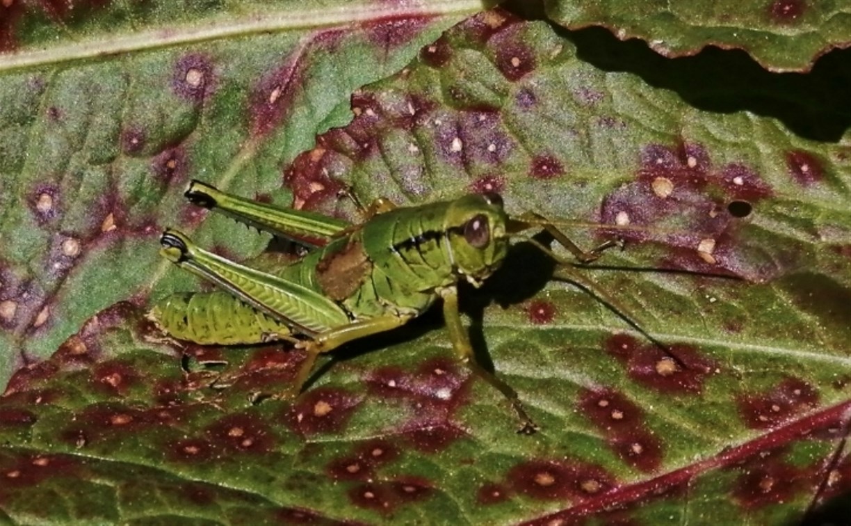 Не травите ядом саранчу: специалисты рассказали о непростой жизни насекомых на Сахалине