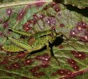 Не травите ядом саранчу: специалисты рассказали о непростой жизни насекомых на Сахалине