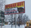 В Аниве два рекламных баннера посвятили пропавшему четыре месяца назад коту