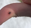 1 с энцефалитом, 240 с бореллиозом: сезон клещей на Сахалине еще не закончен 