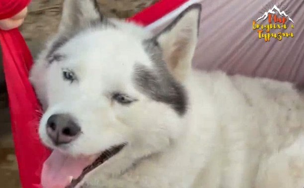 Туристам на Камчатке пришлось нести на руках двух уставших на маршруте псов