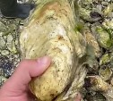 Устрицы-гиганты на озере Буссе поражают сахалинцев своими размерами