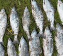 12 экземпляров симы могут утянуть сахалинца на скамью подсудимых