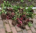 Варвары в Томари вырвали почти 50 саженцев и разобрали тротуарную плитку 