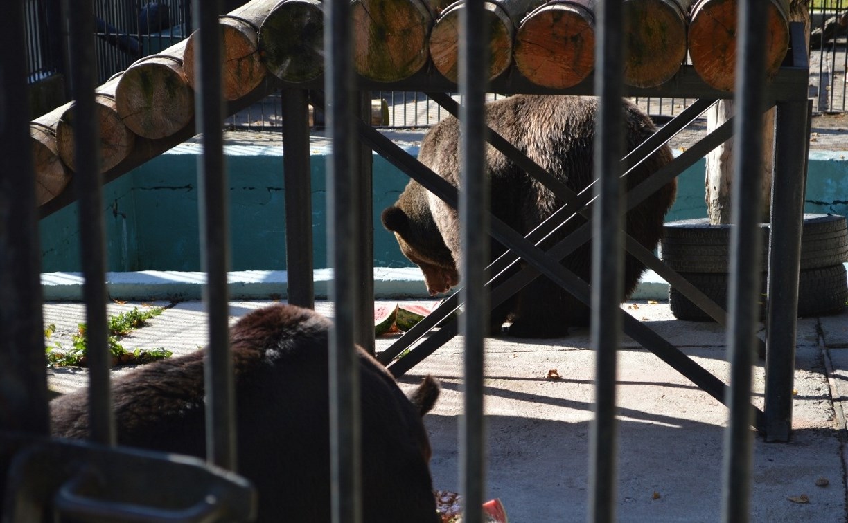 Пирогами и арбузами угостили медведей в сахалинском зоопарке