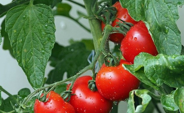 Впервые за несколько месяцев цены на овощи на Сахалине за неделю не изменились