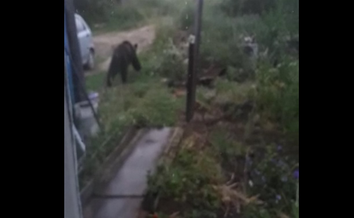 "К собаке пошел, сейчас загрызет": медведь пришел во двор частного дома и перепугал сахалинцев