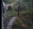"К собаке пошел, сейчас загрызет": медведь пришел во двор частного дома и перепугал сахалинцев