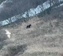 Два медведя вышли к пику Смелому в сахалинской бухте Тихой