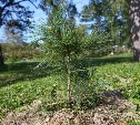 В Южно-Сахалинске высадили 20 молодых деревьев в память о героях войны