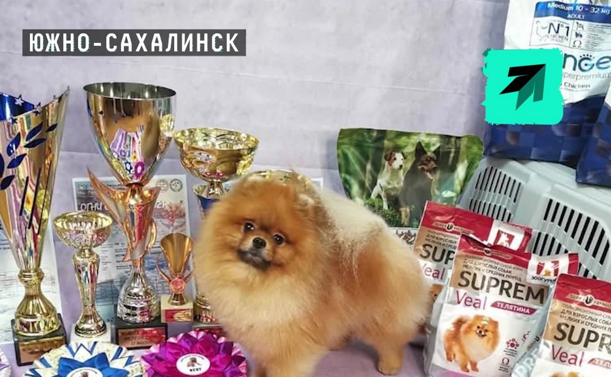 Telegram: шпиц-рекордсмен Вэймаксс из Южно-Сахалинска умер в самолёте Telegram: шпиц-рекордсмен Вэймаксс из Южно-Сахалинска умер в самолёте