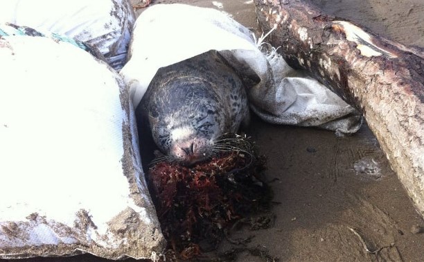 Умирающего тюленёнка спасли на Сахалине