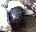 Умирающего тюленёнка спасли на Сахалине