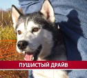 На Сахалине устроили забег с собаками без права на остановку