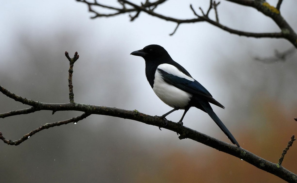 Пасмурно, дождливо, а местами – снежно: прогноз погоды на Сахалине и Курилах на 29 октября Пасмурно, дождливо, а местами – снежно: прогноз погоды на Сахалине и Курилах на 29 октября