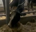 Истощённый скот с костромской фермы приняли на предприятиях в четырёх районах Сахалина