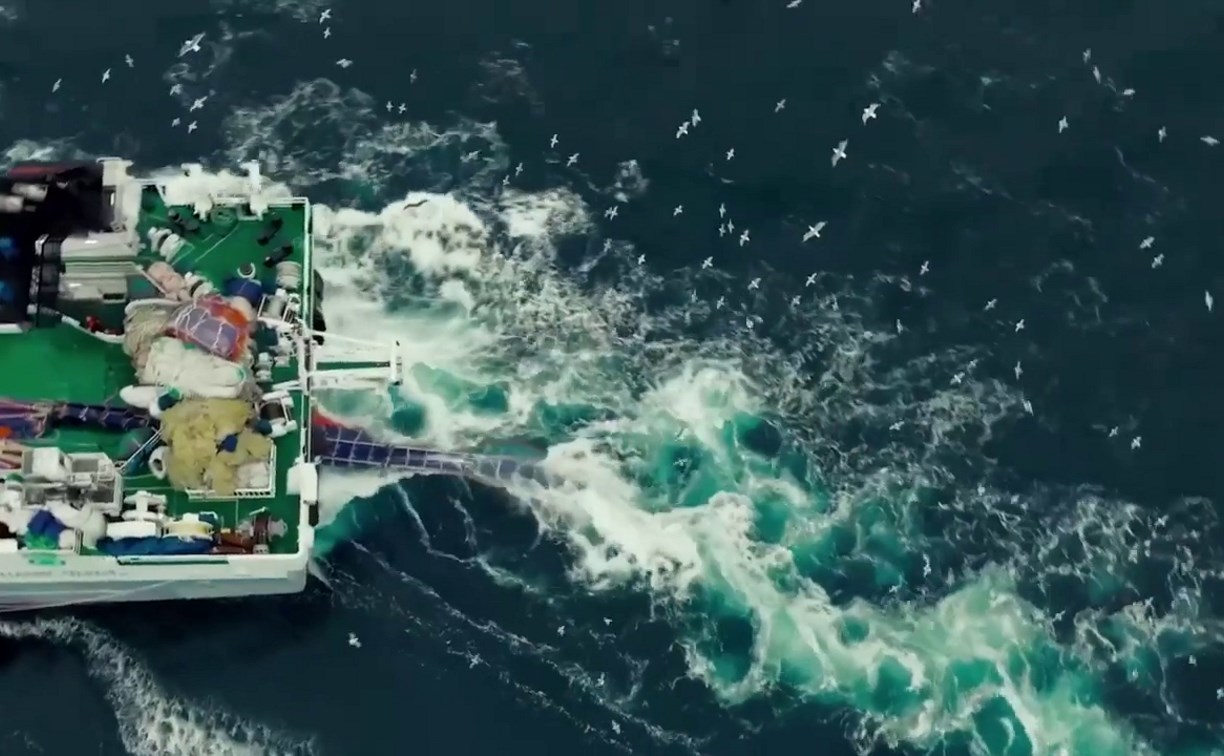 Охотоморская путина-2026: освоение основного промыслового объекта минтая приблизилось к 600 тыс. тонн 