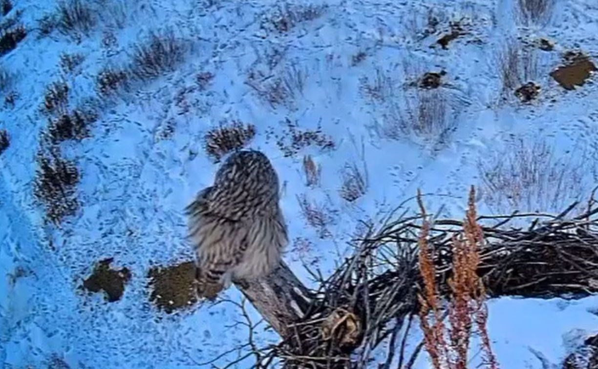 В Амурской области сова поужинала мышью в гнезде аиста