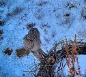В Амурской области сова поужинала мышью в гнезде аиста