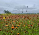 Ясно, тепло и до +25° на большей части Сахалина: погода 6 сентября