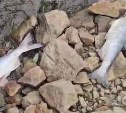 Почти 2,5 тысячи лососей погибло в сахалинской реке в аномальную жару - учёные