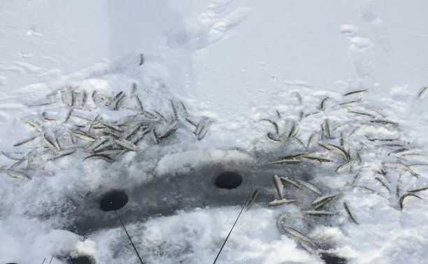 "Таскают корюшку мешками": сахалинские рыбаки перекочевали на лёд озера Изменчивого