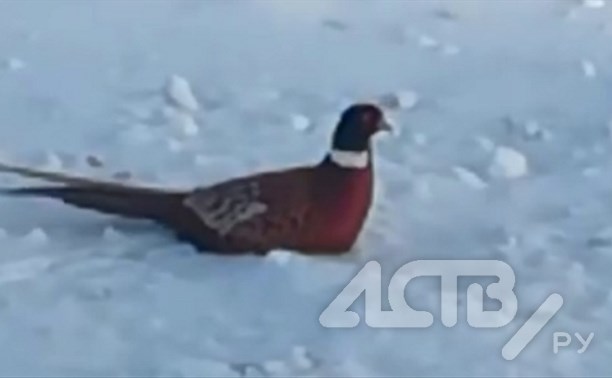 Яркий фазан заплутал рядом с "Тепличным" в Южно-Сахалинске