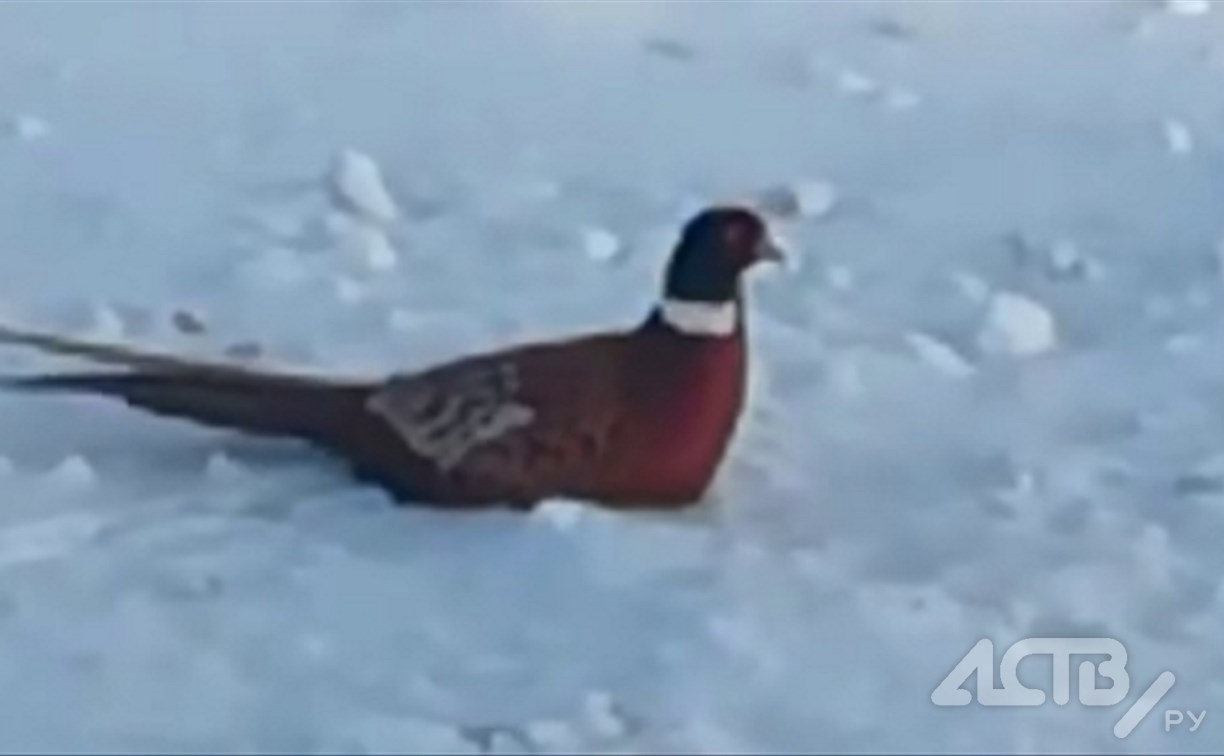 Яркий фазан заплутал рядом с "Тепличным" в Южно-Сахалинске