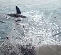 "Вообще жесть!": акула попала в сеть сахалинскому рыбаку