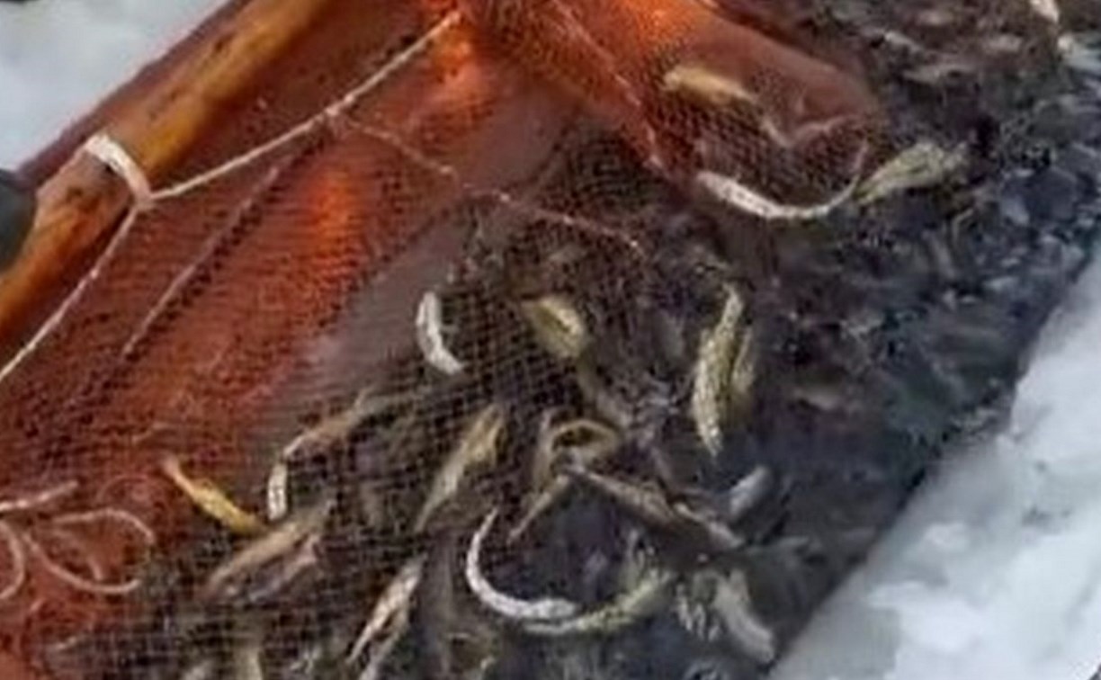 "Учитесь, как рыбачить надо": сахалинцы сетями тащили из-подо льда навагу