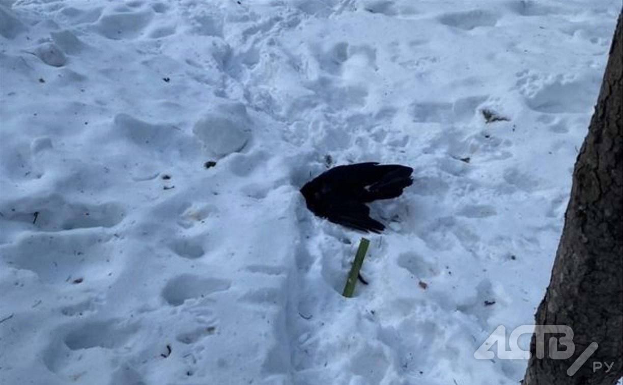 Неизвестные убивают ворон в городском парке Южно-Сахалинска