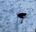 Неизвестные убивают ворон в городском парке Южно-Сахалинска