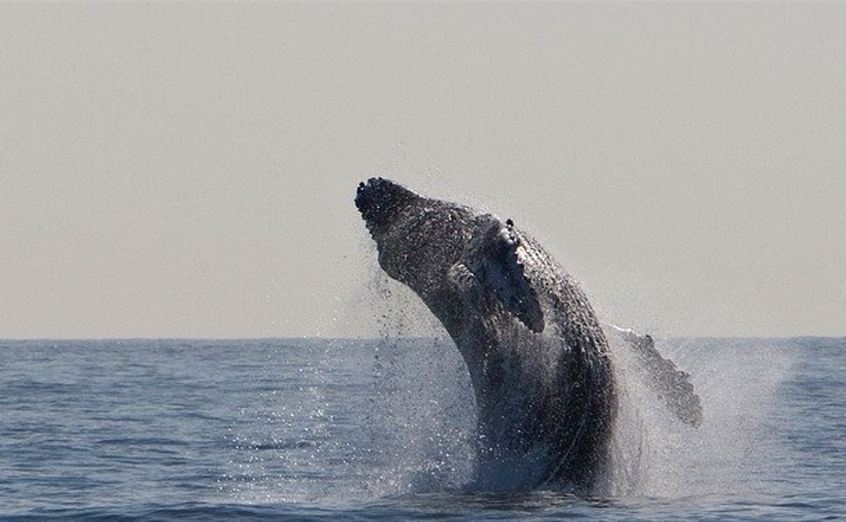 Минприроды: два вида китов, обитающих в Охотском море, надо спасать
