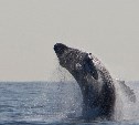 Минприроды: два вида китов, обитающих в Охотском море, надо спасать