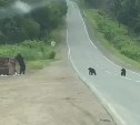 На Сахалине отстрелили медведя, вышедшего к отдыхающим на озере Изменчивом