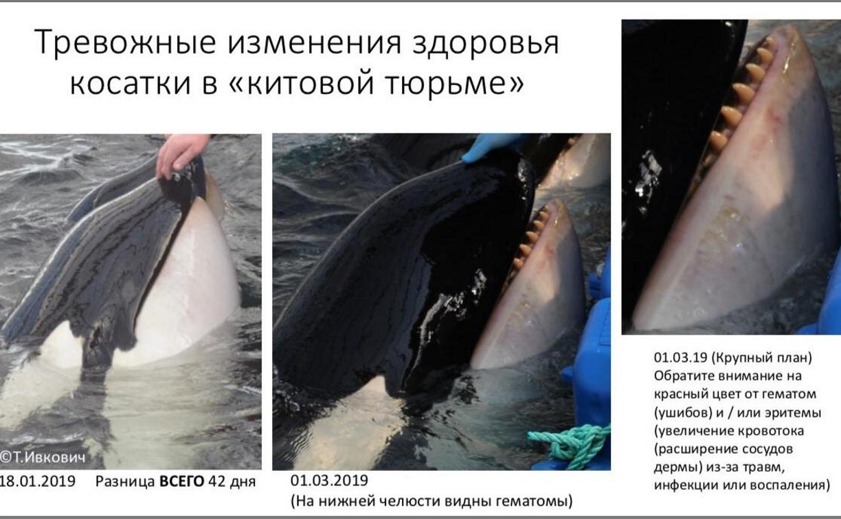 Состояние косаток в "китовой тюрьме" в Приморье продолжает ухудшаться