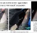 Состояние косаток в "китовой тюрьме" в Приморье продолжает ухудшаться
