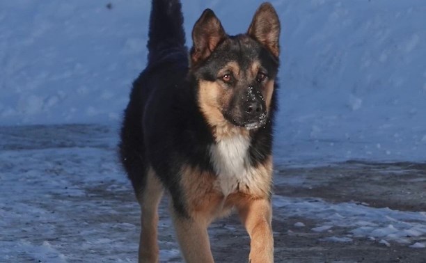 Сахалинцам дадут вознаграждение за хитрого пса, устроившего истерику в "Тепличном"