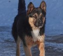 Сахалинцам дадут вознаграждение за хитрого пса, устроившего истерику в "Тепличном"