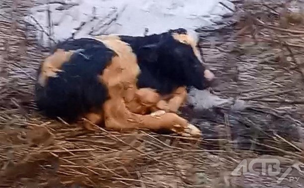 Отелившуюся на улице в Южно-Курильске корову с телёнком передали новым хозяевам