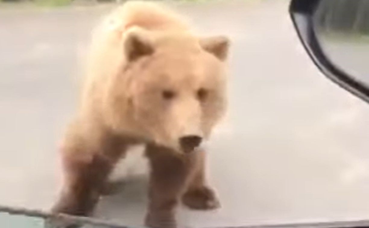 На Камчатке медвежонок атаковал человека