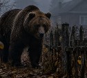 Медведь вышел к домам в районе Третьей Пади