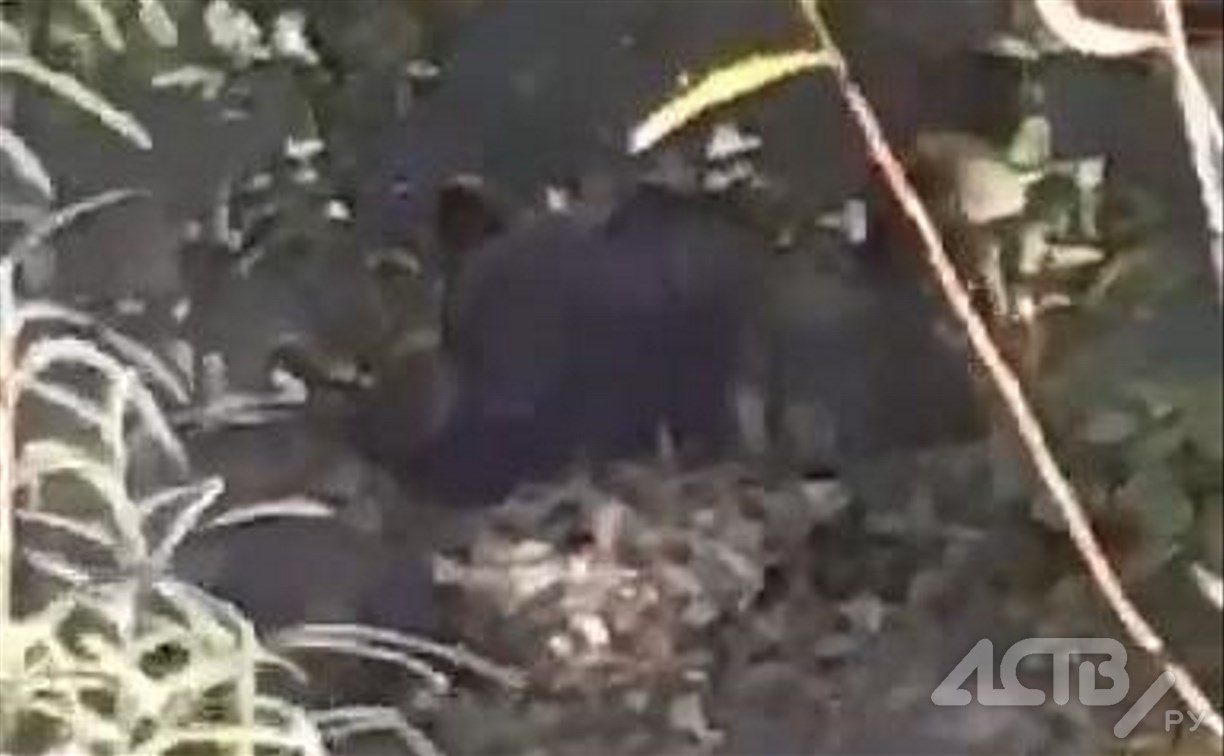 На Сахалине распространяют видео с медведем, "пожирающим человека" 