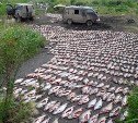 Больше тонны лосося выловили браконьеры на побережье залива Чайво